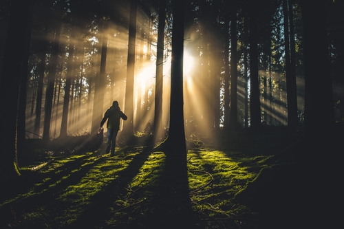 silhouette of an adult walking into a forest, with the sunlight ahead streaming through the trees