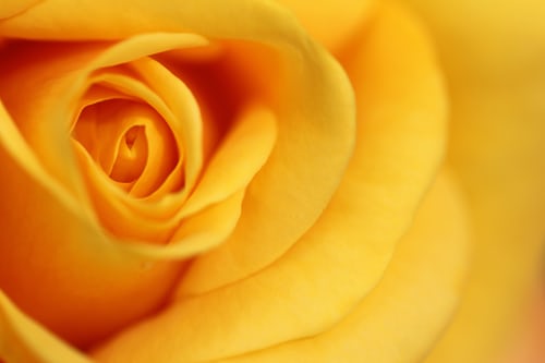 yellow rose