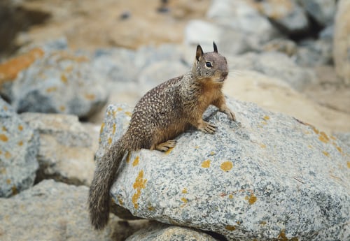 small grey squirrel on a rock