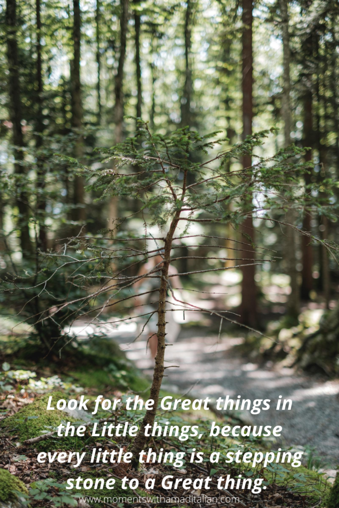 small sapling growing in a forest